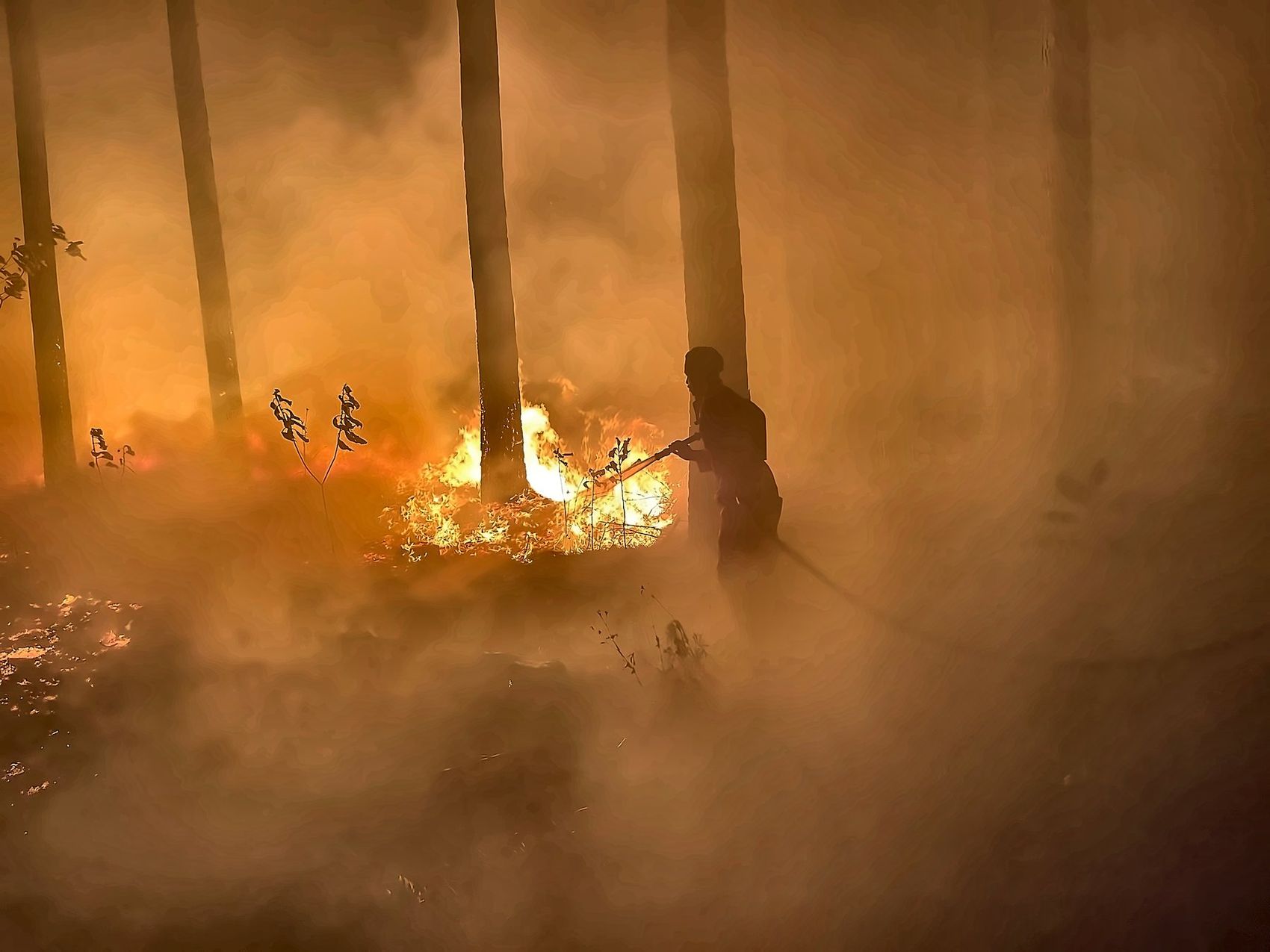 A firefighter working a hose line in a smoke-filled pine plantation