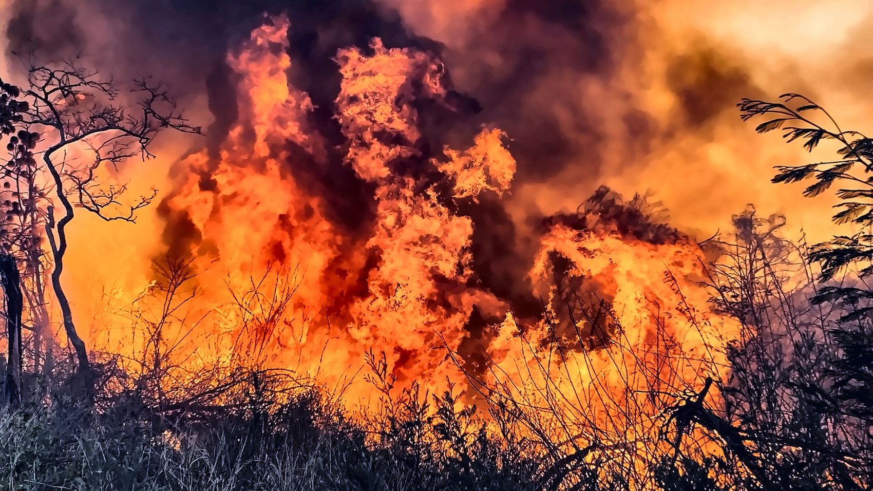 Fire burning through trees at night